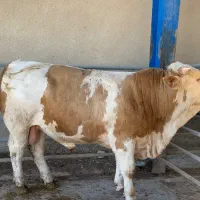 2راس گوساله چاق درجه1