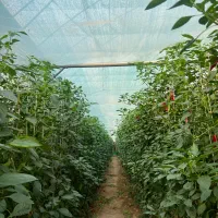 استخدام فوری نیروی کار گلخانه