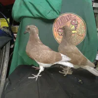 کفتر تهرانی ساعت بالا