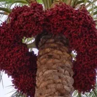 4تادرخت اجاره داده میشود