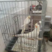 عروس هلندی نر