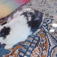 خرگوش لوپ وساده