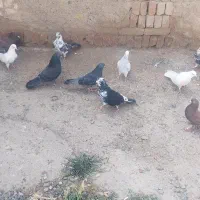 کفتر پرشی  تهرانی