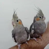 عروس هلندی