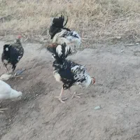 جوجه گلین لری ۵ ماه بشرط