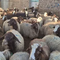 فروش ۱۰۰ راس میش مالچه ۹۰ بره درشت دارن ....
