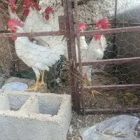 خروس|حیوانات مزرعه|اژیه, |دیوار