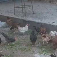 مرغ لری