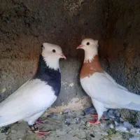 طوقی سیاه و زرد نر و ماده
