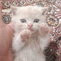 بچه گربه  اسکاتیش برتیش