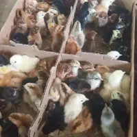 جوجه گلپایگان