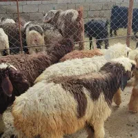 بره نر|حیوانات مزرعه|بهبهان, |دیوار