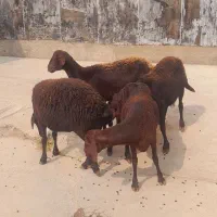 گوسفند جوان آبستن