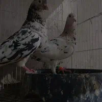 کفتر سار