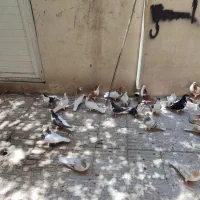 کبوتر  شهرستانی