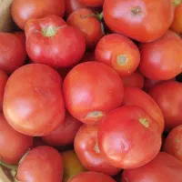 گوجه فرنگی محلی