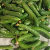 خیار بوته