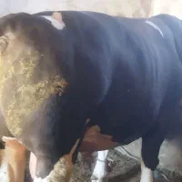 گاونر
