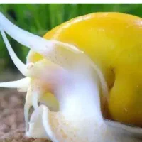 لجن خوار و حلزون بزرگ و کوچک