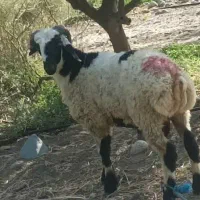 گوسفند فروشی