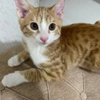 واگذاری گربه ی سالم و خوشگل