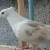 یکتی نر مست پرشتی