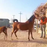 مادیان نژاد کورد