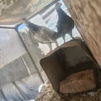 کفتر نرماده