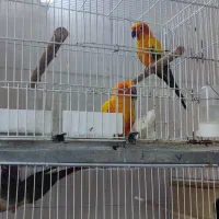 یک جفت خورشیدی . جفت راهب . جفت ملنگو