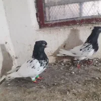 کله سیاه نروماده