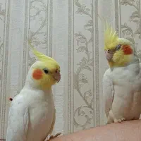 یک جفت عروس هلندی نر