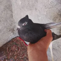 کبوتر دم سفید ماده