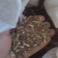 بذر تربچه (فیل ابیض) درجه یک