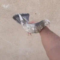 کبوتر کفتر سرور کپکی تلفن خورده