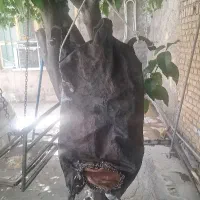 مشک دوغ|لوازم جانبی حیوانات|ایذه, |دیوار