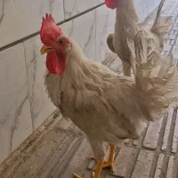 خروس