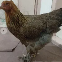 فروش