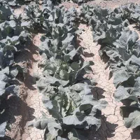 کارگر باغ وباغچه