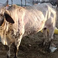 فروش گاوماده چاق چله مناسب برای قربانی