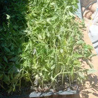 فروش 150عدد نشا گوجه