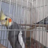 عروس هلندی