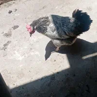 فریح جوان تخم گذار