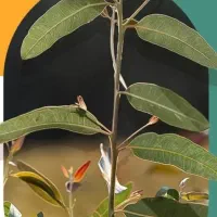 برگ اکالیپتوس تازه