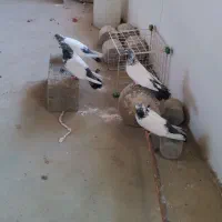 چهارتا کله دمسبز