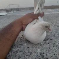 ماده سفید تهرانی گرفتنی