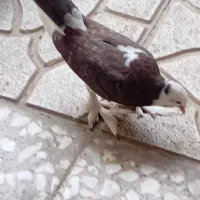 یک جفت جوجه پاپر