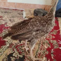 جوجه بوقلمون