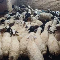 بره رزاق بهترین گوشت بصرفه مشتری