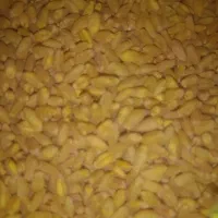 گندم بذر