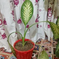 گل طبیعی|گل و گیاه طبیعی|بروجرد, |دیوار